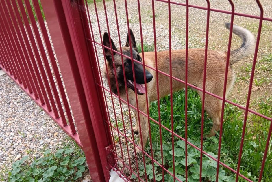 Fundmeldung Hund  Männliche Montredon-des-Corbières Frankreich