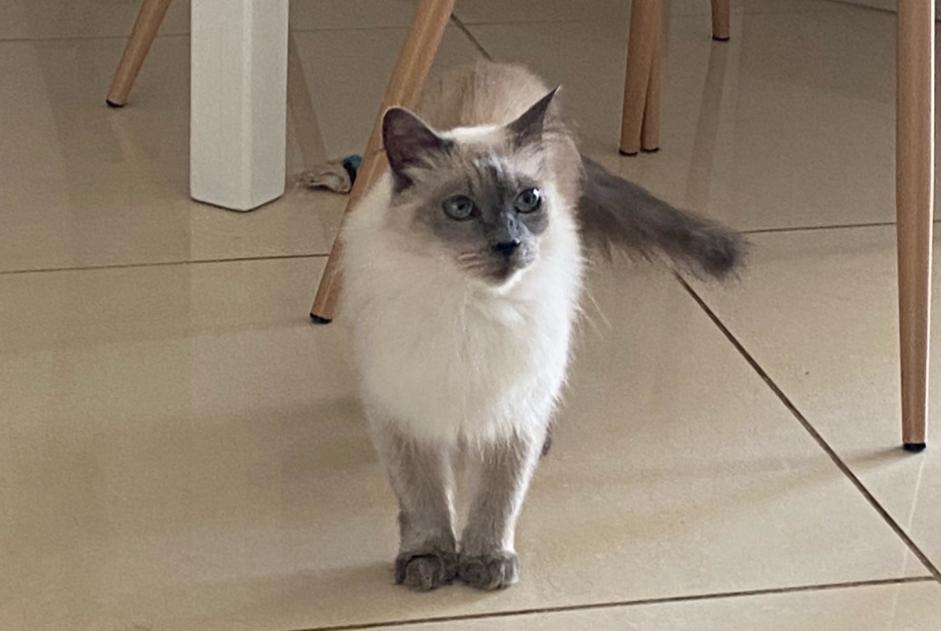 Disappearance alert Cat  Female , 14 years Narbonne France