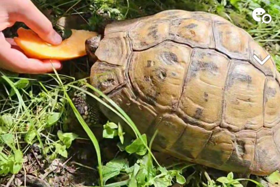 Disappearance alert Tortoise Female , 2024 years Saint-Herblain France