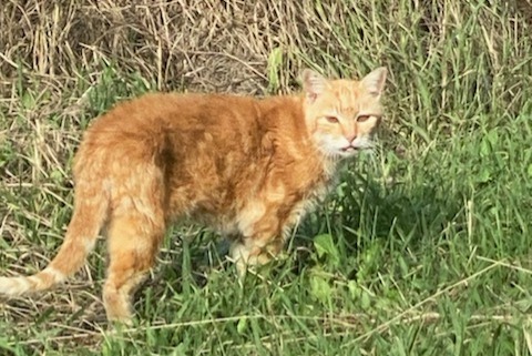 Alerte Découverte Chat Mâle Lahonce France