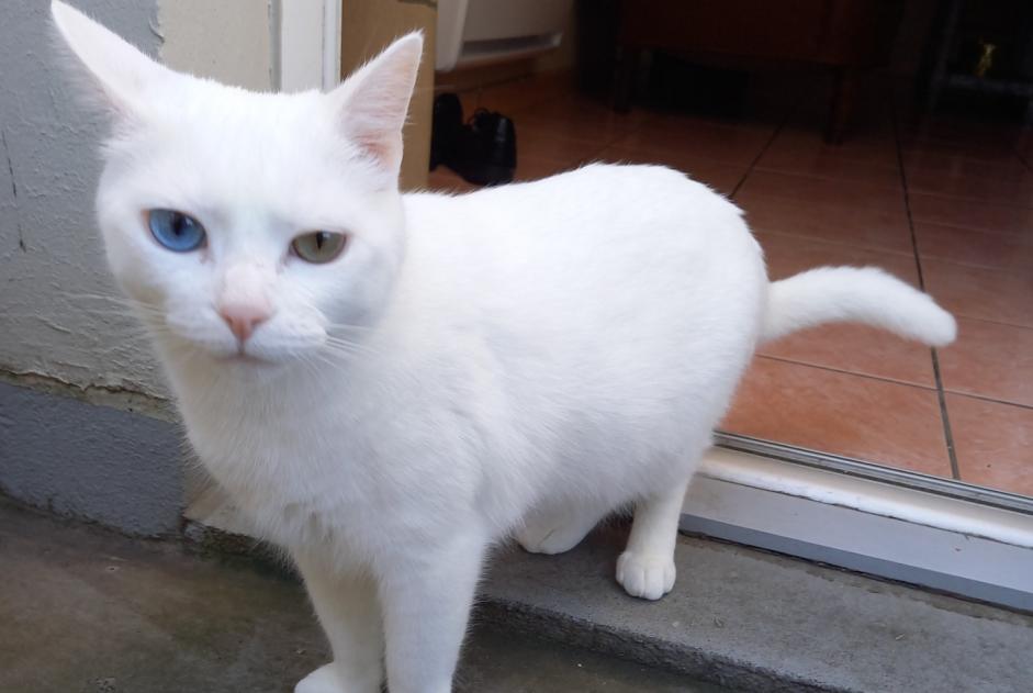 Avviso scomparsa Gatto  Maschio , 5 anni Eysines Francia