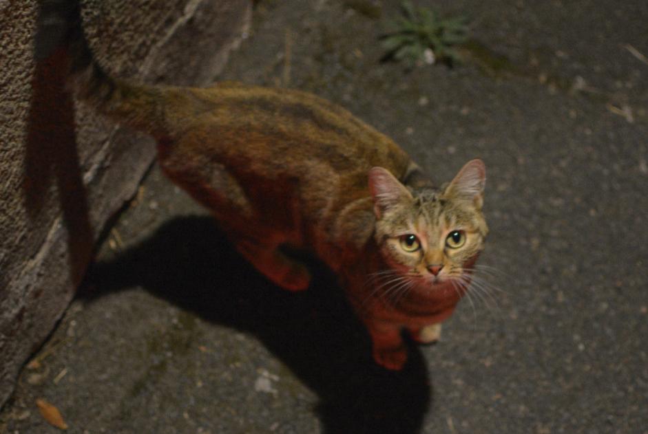 Avviso Ritrovamento Gatto Non conosciuta Tours Francia