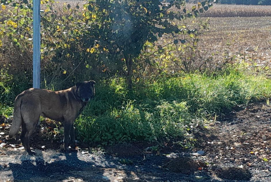 Fundmeldung Hond  Onbekannt Benet France