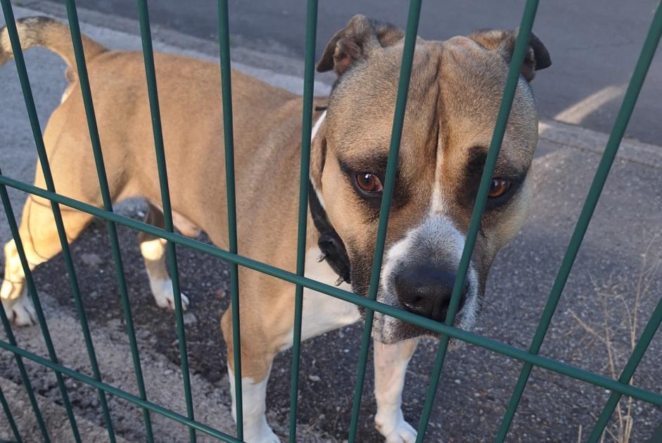 Ontdekkingsalarm Hond rassenvermenging Mannetje Mirecourt Frankrijk