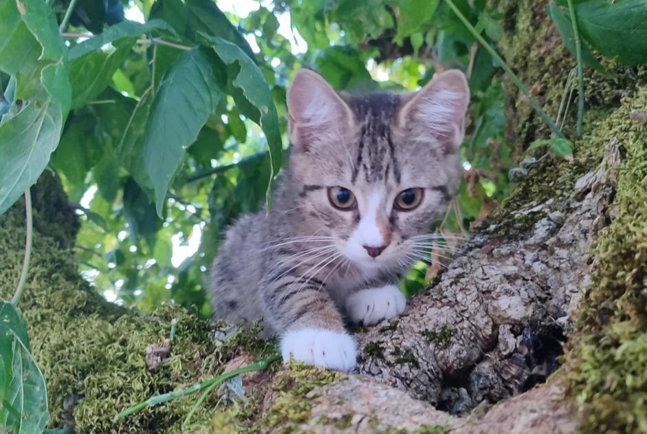 Verdwijningsalarm Kat rassenvermenging Vrouwtje , 0 jaar Pessac Frankrijk